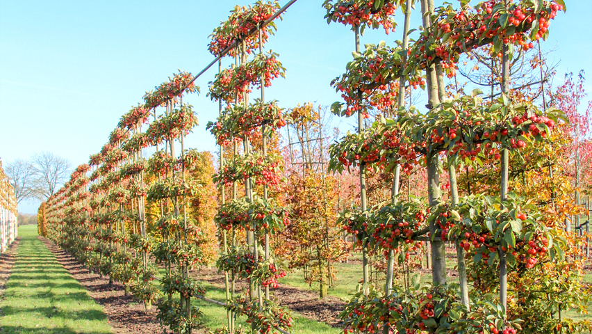 Malus 'Evereste' Шпалера