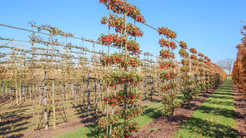 Malus 'Evereste' Шпалера