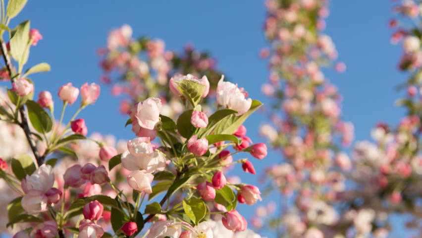 Malus 'Evereste' цветки