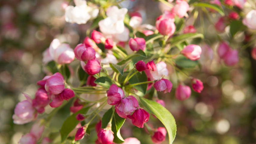 Malus 'Evereste' цветки