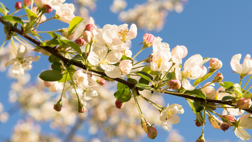 Malus 'Evereste' цветки