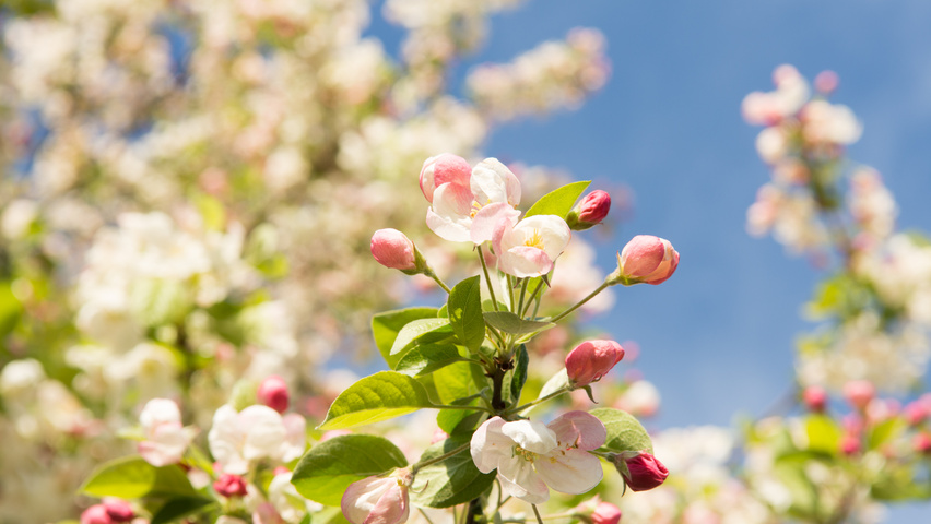 Malus 'Evereste' цветки