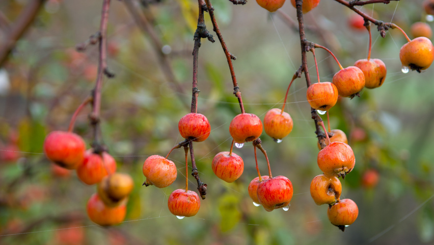Malus 'Evereste' плоды