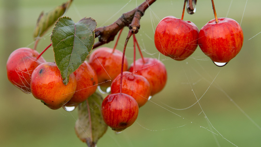 Malus 'Evereste' плоды