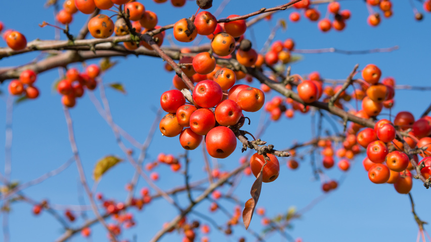 Malus 'Evereste' плоды