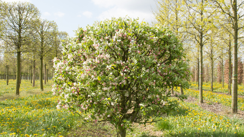 Malus 'Evereste' шар