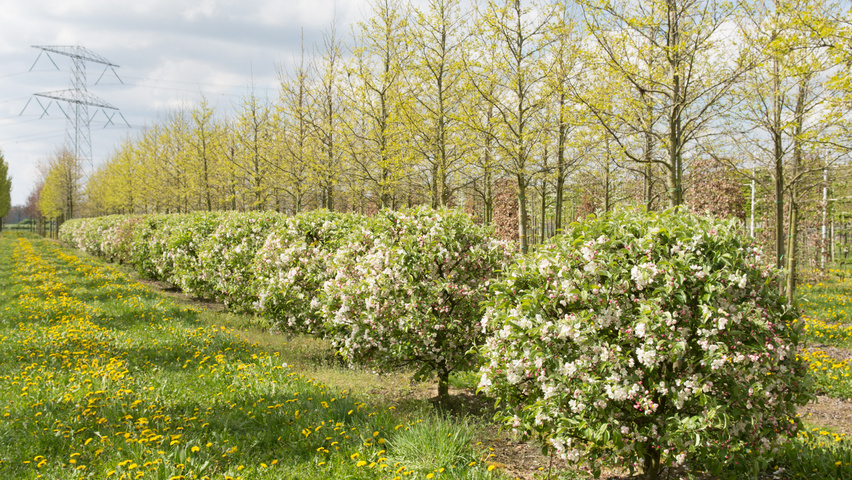 Malus 'Evereste' шар