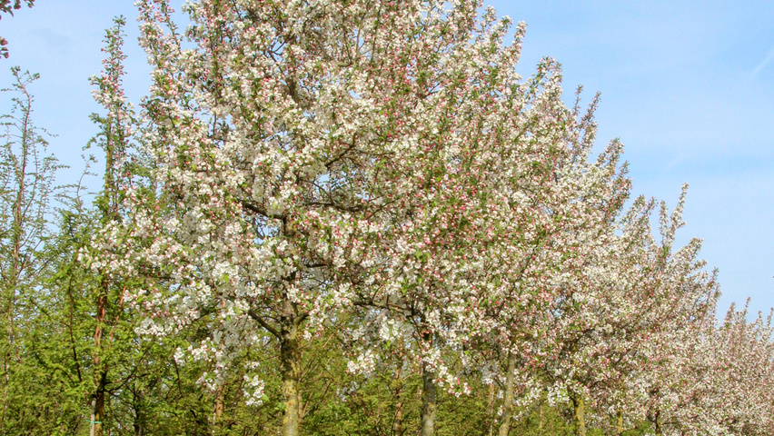 Malus 'Evereste' Деревья с высоким стволом (стандарт)