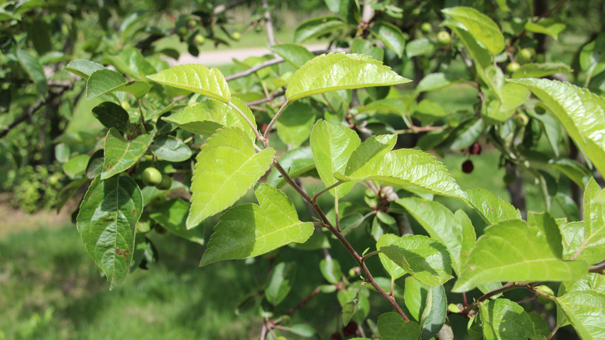 Malus 'Evereste' листья