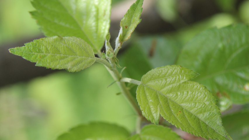 Malus 'Evereste' листья