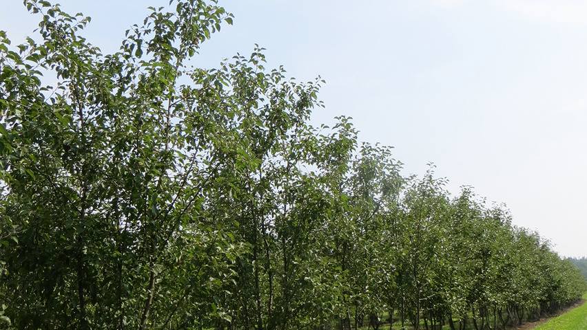 malus evereste stem multi treeebb ebben