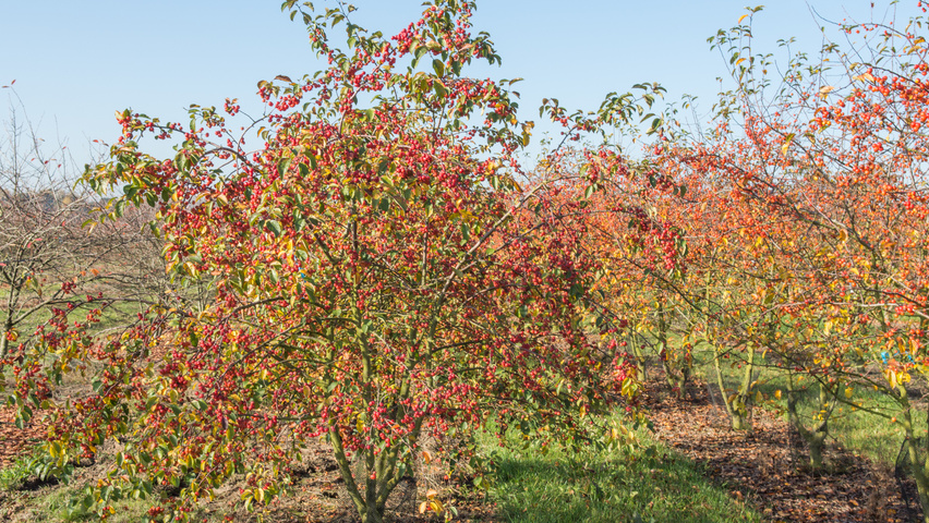 Malus 'Evereste' Многоствольные деревья