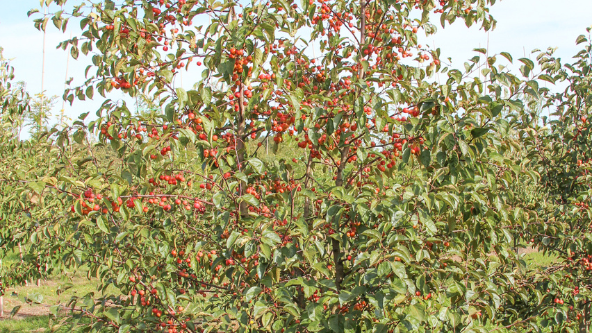 Malus 'Evereste' Многоствольные деревья