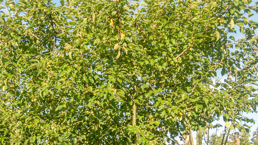Malus 'Evereste' Многоствольные зонтичные формы