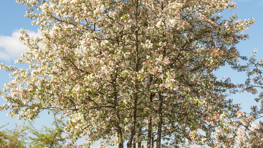 Malus 'Evereste' Многоствольные зонтичные формы