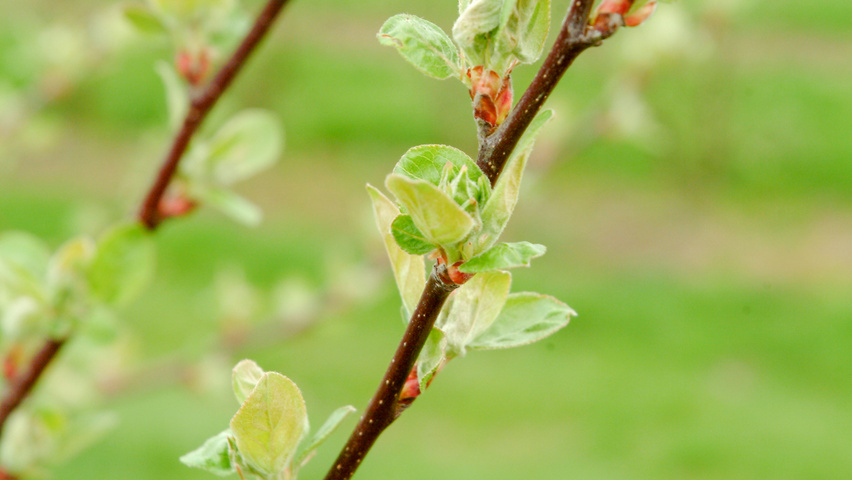 Malus 'Evereste' ветви