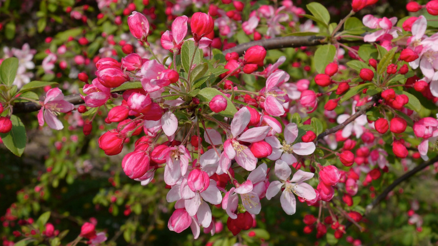 Яблоня флорибунда. Malus floribunda. Малус флорибунда. Malus hupehensis. Malus floribunda Bush.