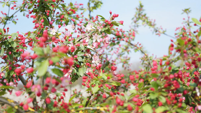 Malus floribunda flowers