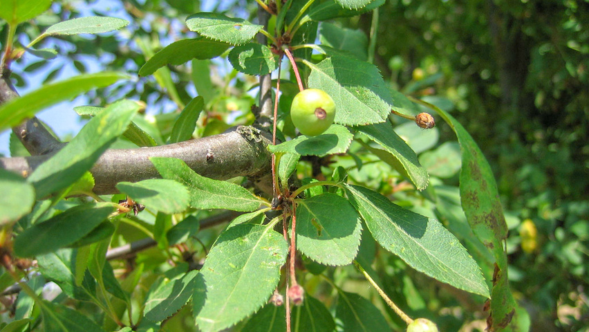 Malus floribunda leaves