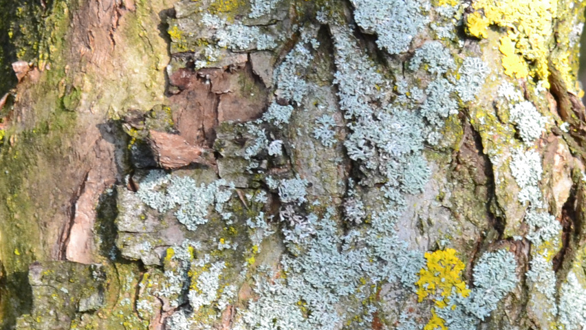 Malus 'Golden Hornet' tronc