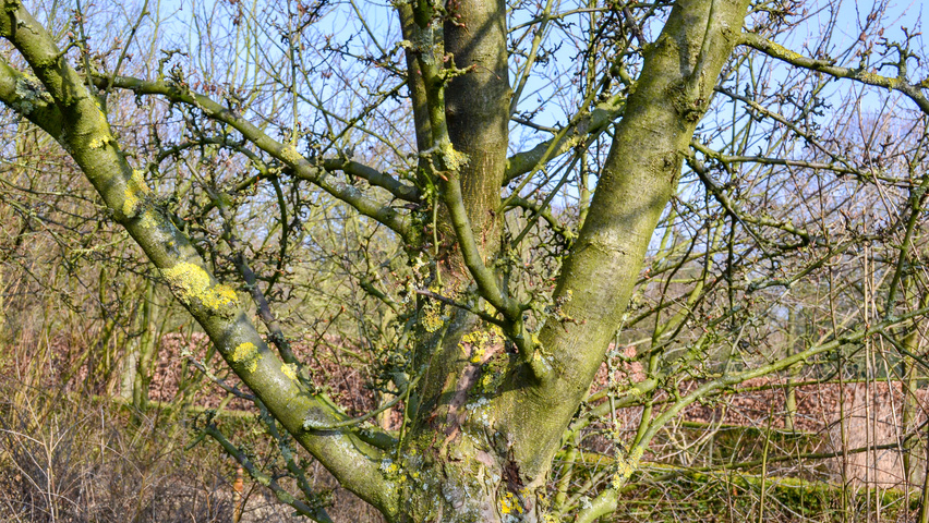 Malus 'Golden Hornet' tronc