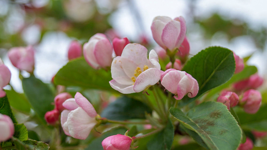 Malus 'Golden Hornet' fleurs