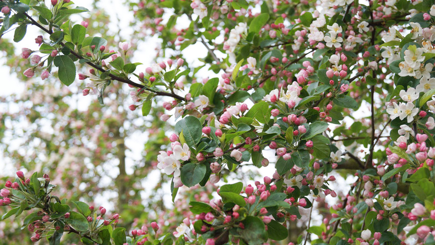 Malus 'Golden Hornet' fleurs