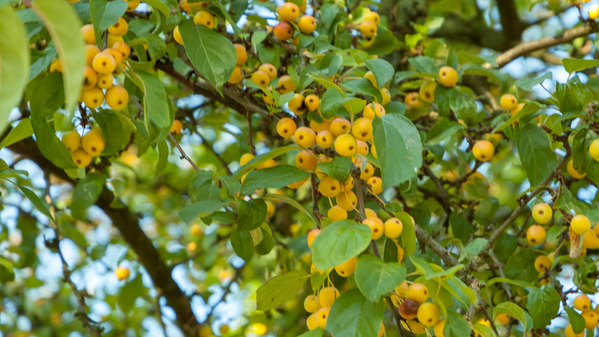 Malus 'Golden Hornet' fruits