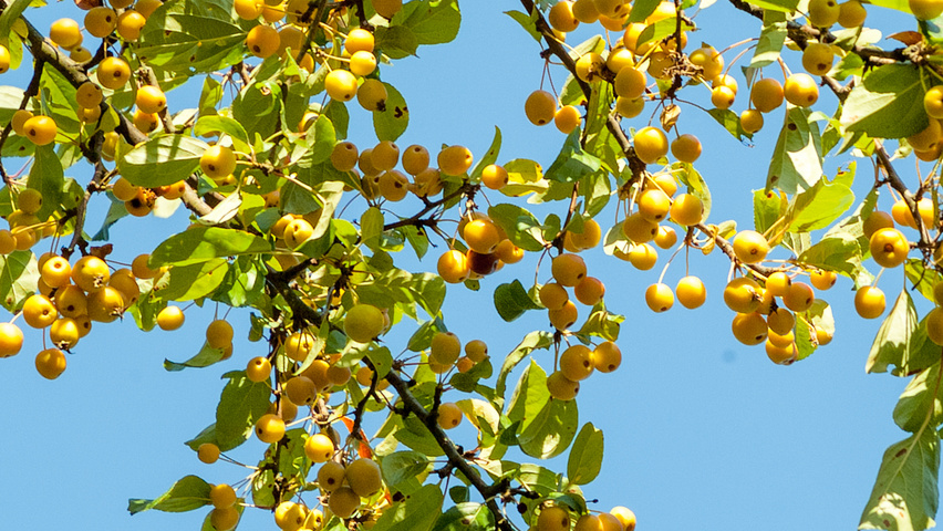 Malus 'Golden Hornet' fruits
