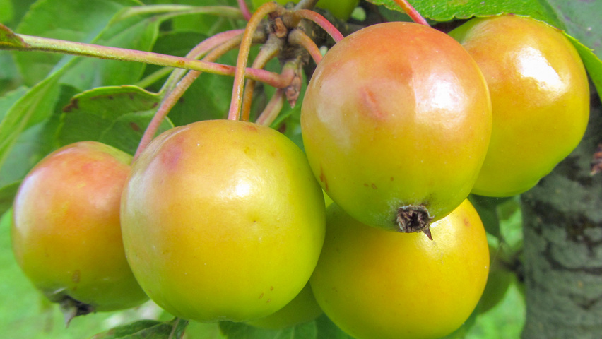 Malus 'Golden Hornet' fruits