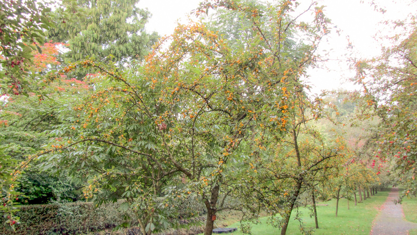 Malus 'Golden Hornet' demi-tige