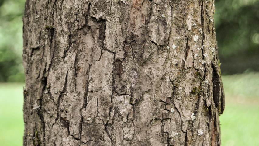 Malus 'Gorgeous' bark