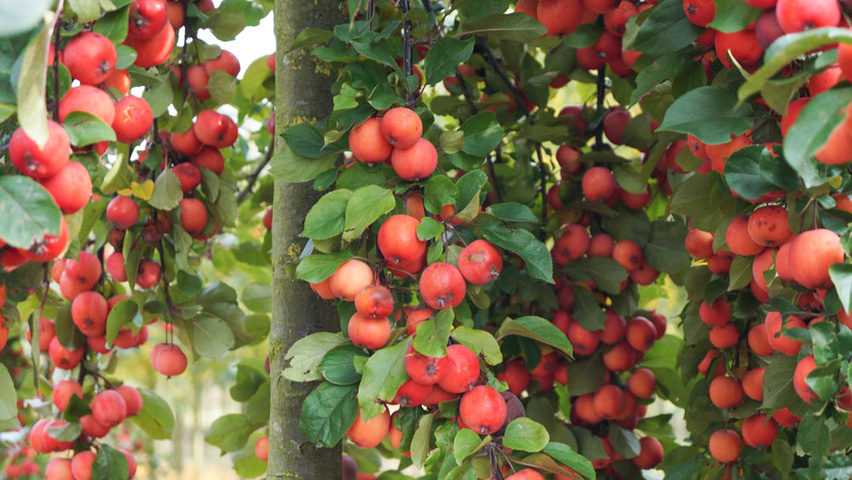 Malus 'Gorgeous' fruits
