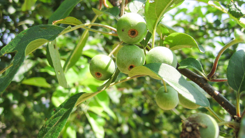 Malus 'Gorgeous' fruits