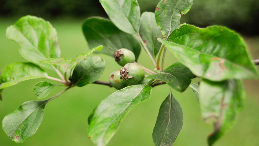 Malus 'Gorgeous' leaves