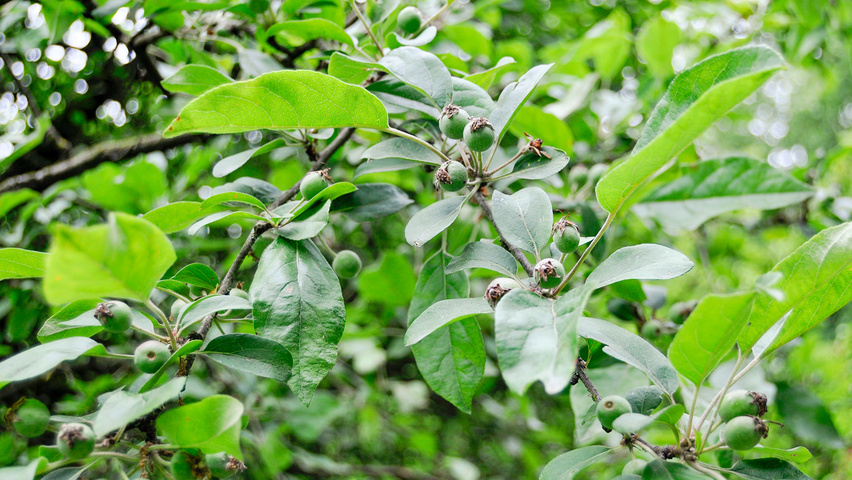 Malus 'Gorgeous' leaves