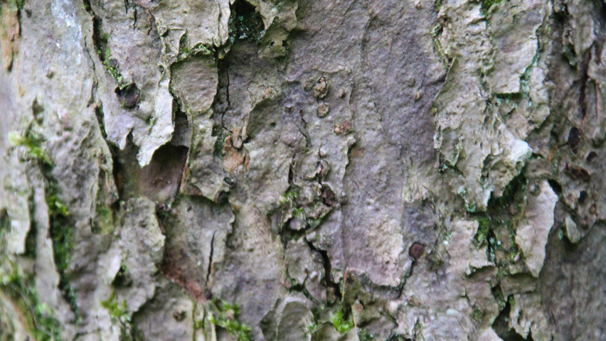 Malus 'Hillieri' bast