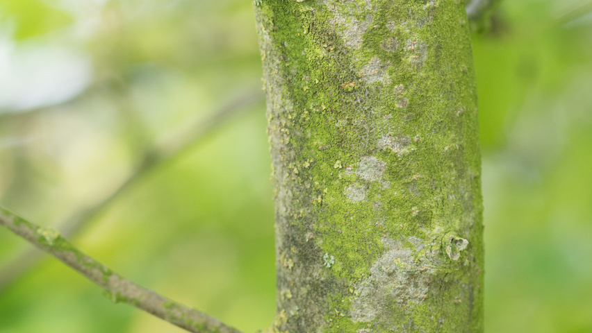 Malus 'Hillieri' bast