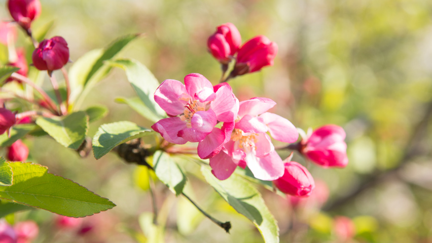 Malus 'Hillieri' bloem