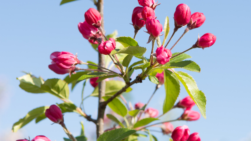 Malus 'Hillieri' bloem