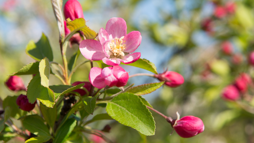 Malus 'Hillieri' bloem