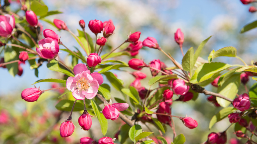 Malus 'Hillieri' bloem