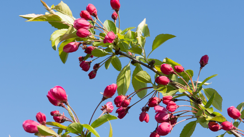 Malus 'Hillieri' bloem