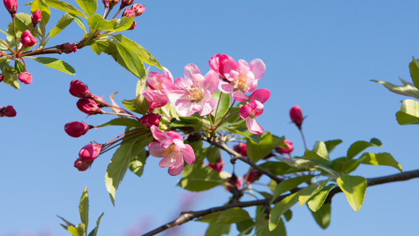 Malus 'Hillieri' bloem