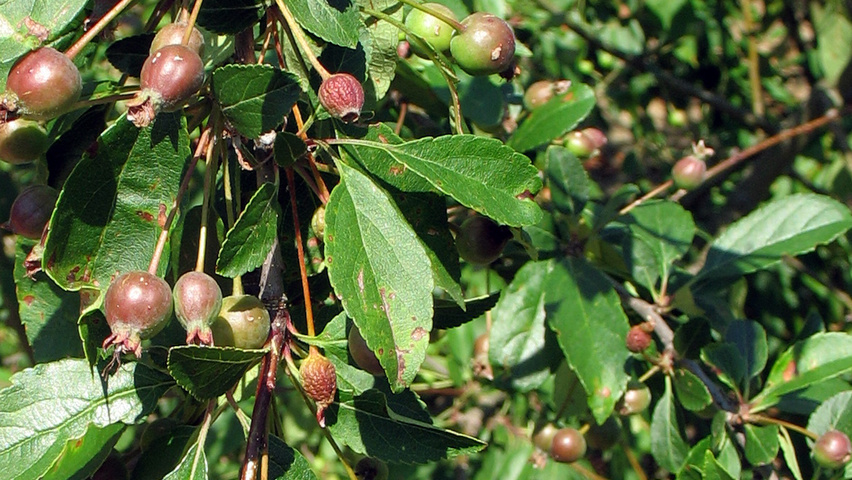 Malus 'Hillieri' vrucht