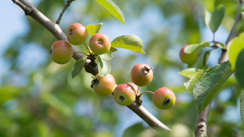 Malus 'Hillieri' vrucht