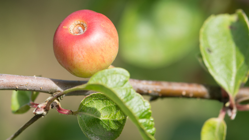 Malus 'Hillieri' vrucht