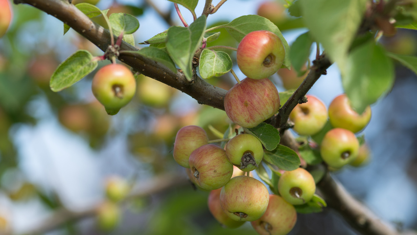 Malus 'Hillieri' vrucht
