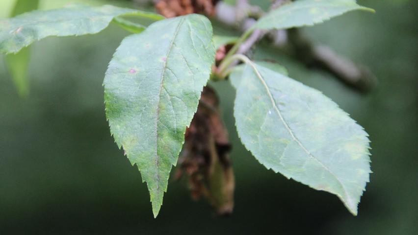 Malus 'Hillieri' blad