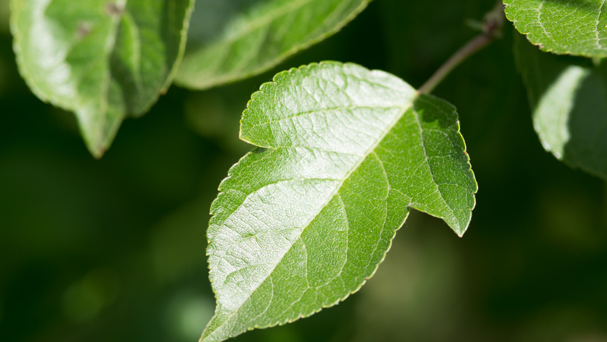 Malus 'Hillieri' blad